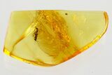 Detailed Fossil Rove Beetle (Euaestethinae) in Baltic Amber #357773-2